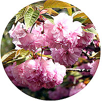 八重桜が満開!