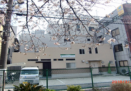 満開の桜、公園より事務所を望む