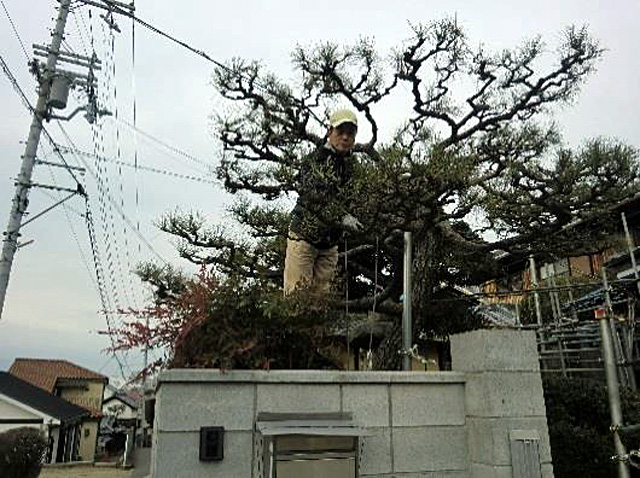 家門の松、正月には神の依代(よりしろ)となる