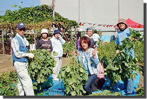 祭りで販売する枝豆を採る、生徒の保護者とナルク会員