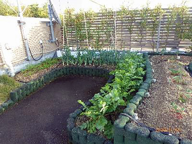 屋上菜園