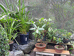 元気に育つ、鉢植えのシンビジュームとシャクナゲ