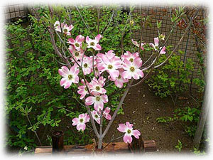 ４月には可憐な花を咲かせました。