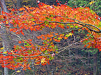 奥津渓谷の紅葉が美しかった