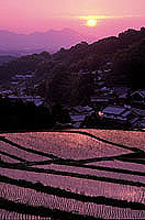夕日に染まる棚田