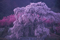 奈良大宇陀の又兵衛桜