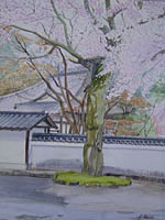 毘沙門堂の桜