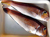 甘鯛40cm