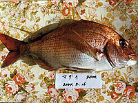 真鯛40cm(2004/8/16)
