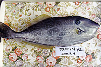 ウスバハゲ42cm(2004/8/16)