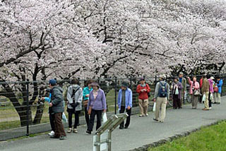 満開の花見をしながら船橋川散策