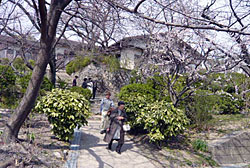 世の中は三日見ぬ間に桜かな(廖太)